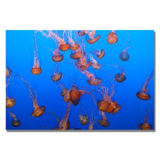 Color Jellyfish by Ariane Moshayedi Photographic Print on Canvas