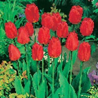 Tulip Oxford Dormant Bulbs (80 Pack) 70110