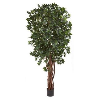 Lychee Tropical Evergreen Silk Tree   Green (7.5)