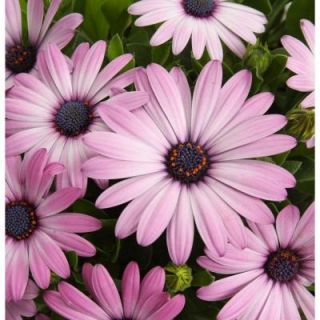 Proven Winners Soprano Light Purple Osteospermum 4.25 in. Grande DISCONTINUED OSTPRW2037520