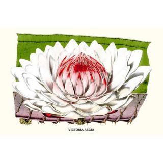 Lotus Flower   Water Lily by Louis Benoit Van Houtte Graphic Art by