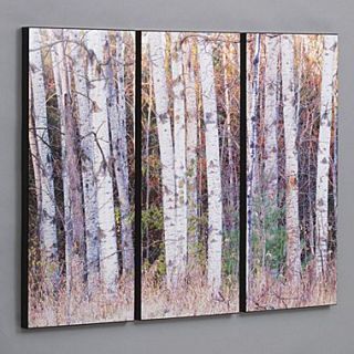 Wilson Studios Birch Trees in the Fall 3 Piece Framed Photographic Print Set