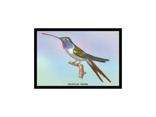 Buy Enlarge 0 587 15252 4P20x30 Hummingbird  Trochilus Vesper  Paper Size P20x30