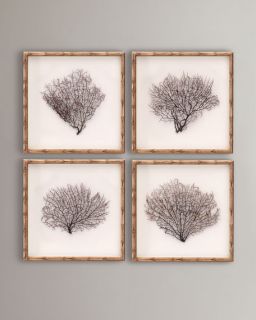 Framed Sea Fans, 4 Piece Set