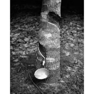 Sap being collected from a rubber tree, Ivory Coast Poster Print (18 x 24)