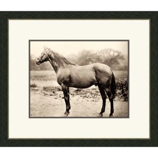 Horse ll Framed Photographic Print by Melissa Van Hise