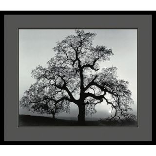 Amanti Art Oak Tree, Sunset City, California, 1962 by Ansel Adams