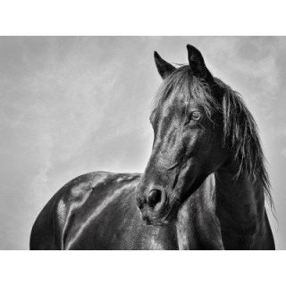 Bassett Mirror 9014 066EC Belgian Modern The Stallion Photo Acrylic Art